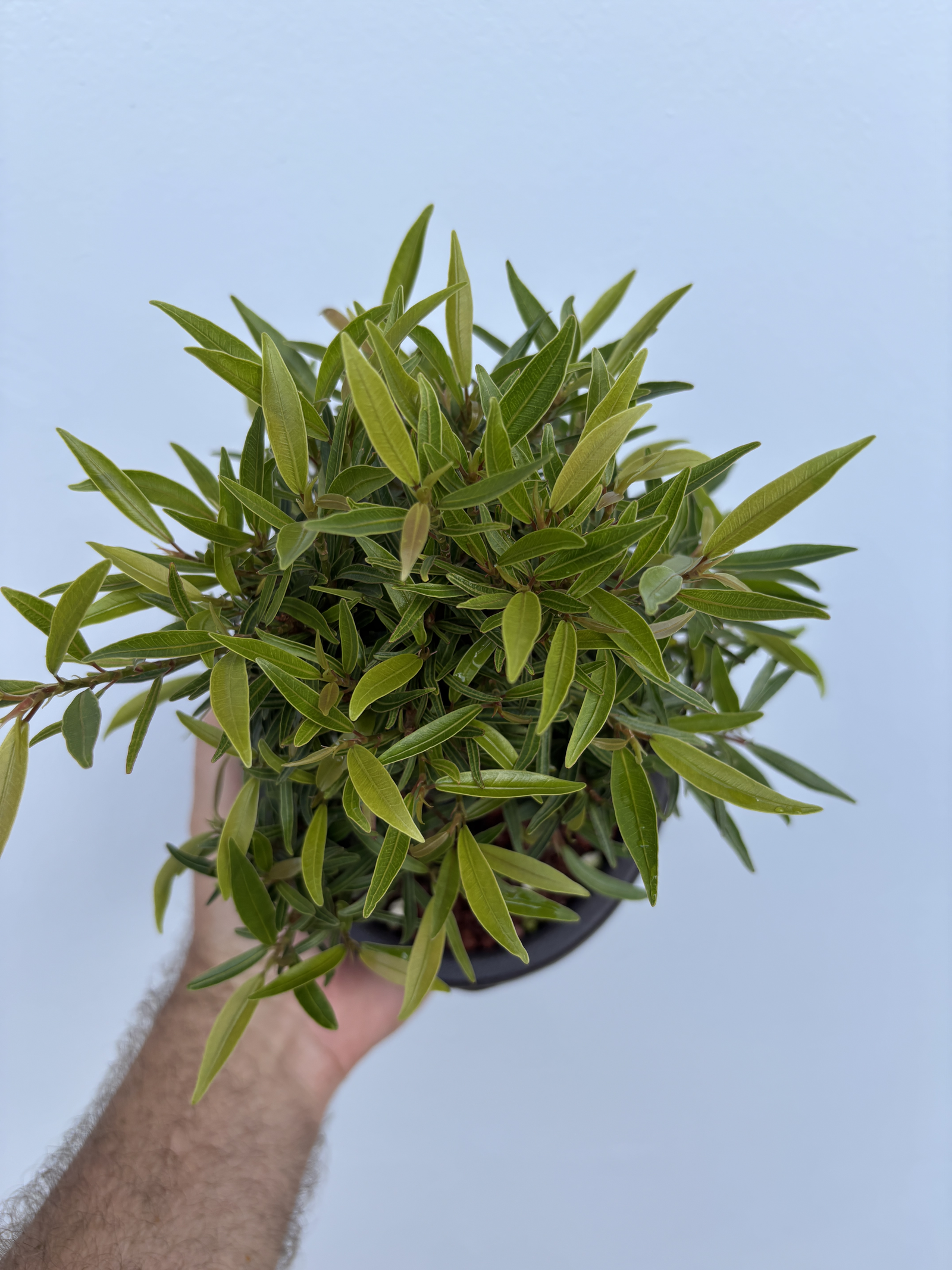 Nerifolia 1