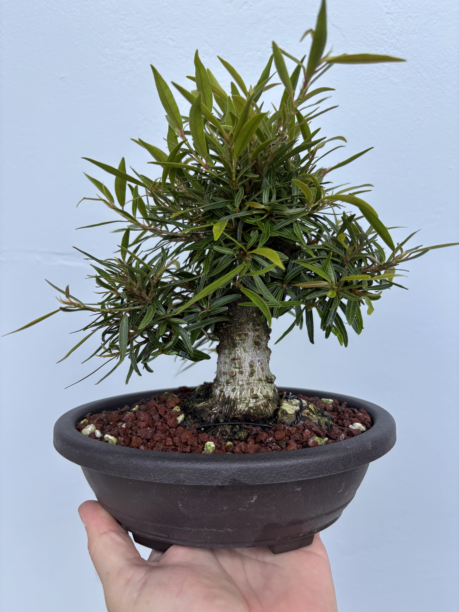 Nerifolia shohin 1