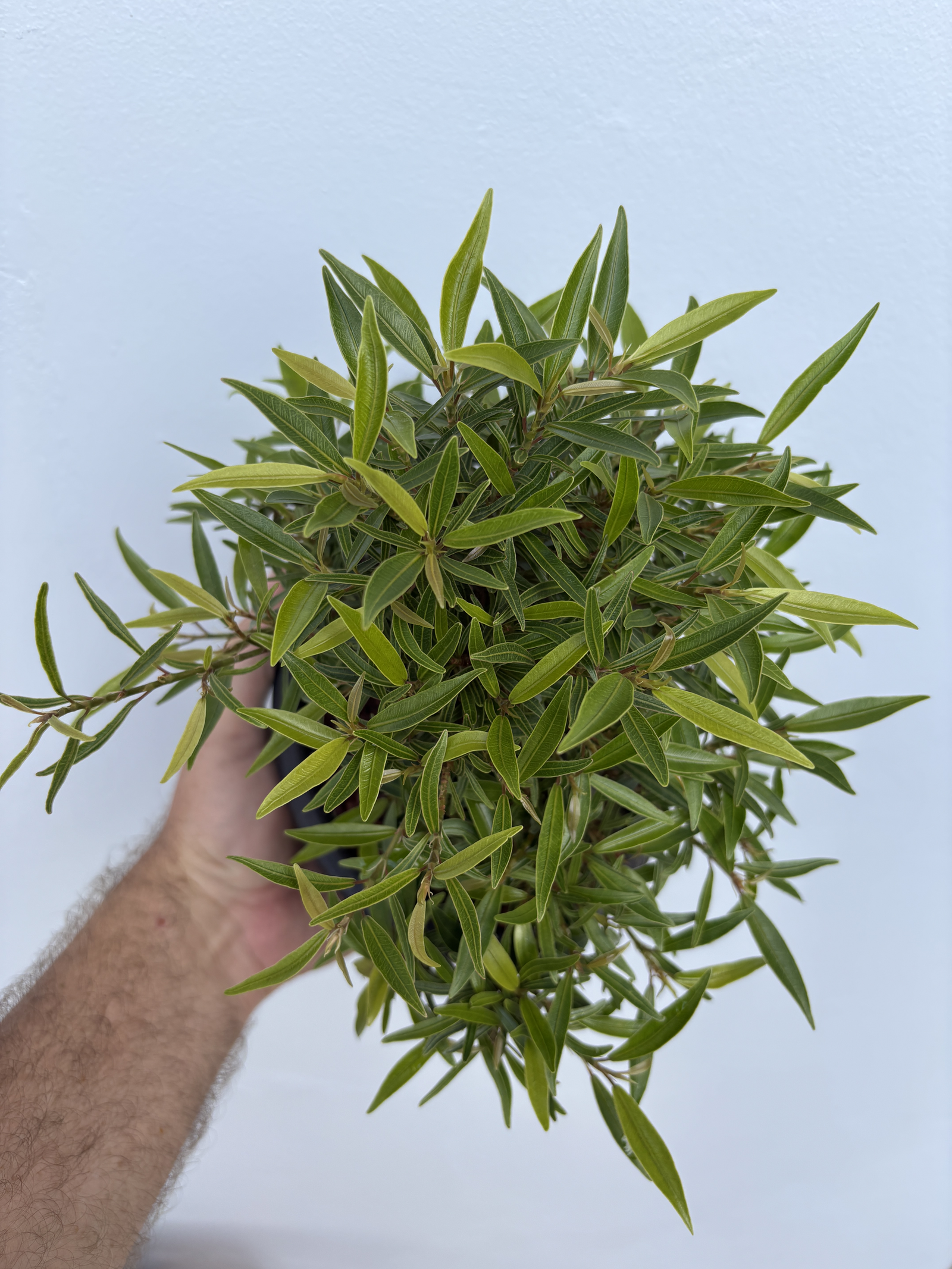 Nerifolia 02