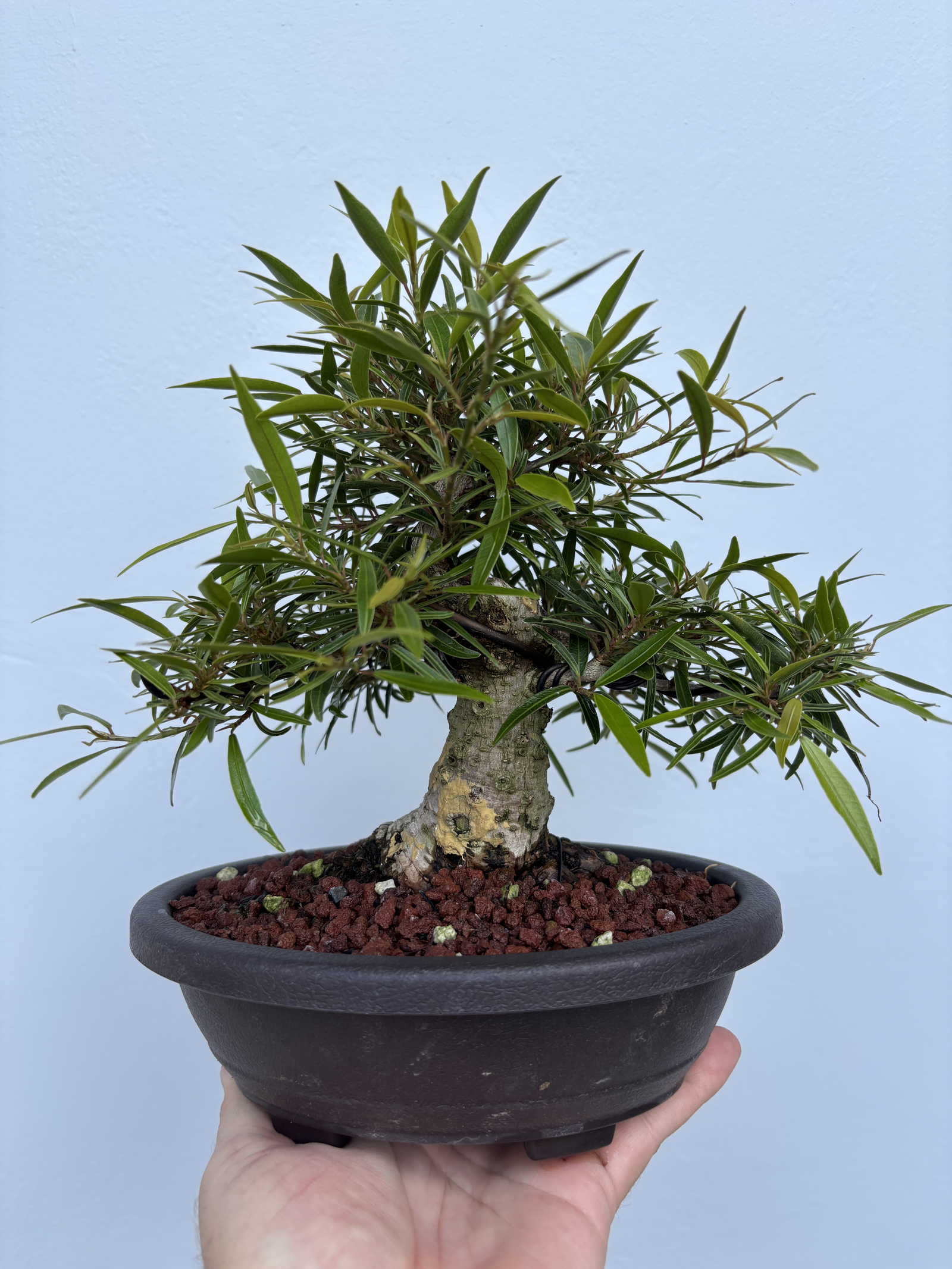 Ficus Nerifolia 02